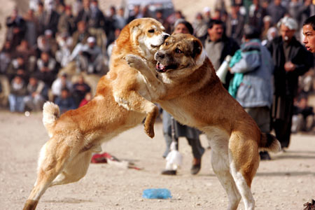 Two dogs fight during a match on the outskirts of Kabul Jan. 2, 2009. Dog fighting is a traditional game in Afghanistan.