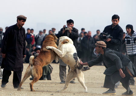 Two dogs fight during a match on the outskirts of Kabul Jan. 2, 2009. 