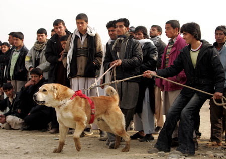 A dog is eager to fight during a dog fighting on the outskirts of Kabul Jan. 2, 2009. 