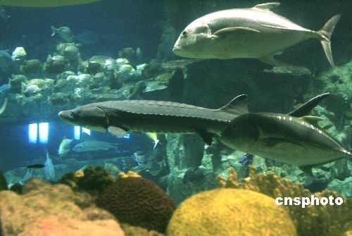 The Hong Kong Ocean Park received five Chinese sturgeons from the Chinese mainland in June 2008 as a gift for the Olympic Equestrian events in Hong Kong. It was the first time the sturgeons has been sent outside the Chinese mainland. [File photo]