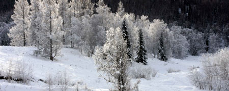 Photo taken on Jan. 4, 2009 shows the scenery of Hemu village of Burqin County in northwestern China's Xinjiang Uygur Autonomous Region. In winter, heavy snow covers trees and hills at the scenic spot of Burqin County.[Sadat/Xinhua]