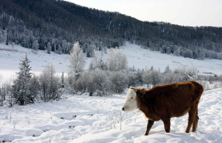 Photo taken on Jan. 4, 2009 shows the scenery of Hemu village of Burqin County in northwestern China's Xinjiang Uygur Autonomous Region. In winter, heavy snow covers trees and hills at the scenic spot of Burqin County.[Sadat/Xinhua] 