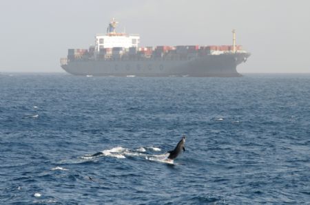 A ship of China Ocean Shipping Group Company (COSCO) sails in the Gulf of Aden under the escort of a Chinese naval fleet (not seen in the picture) Jan. 6, 2009. 