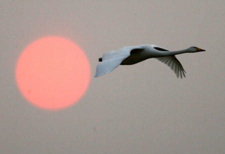 A white swan flying over the Pinglu Yellow River Wetland in Pinglu County of north China&apos;s Shanxi Province. The wetland is an important winter habitat for swans and a station has been established there to protect the swans. [Photo: Xinhua] 