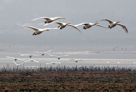 A flock of white swans flying over the Pinglu Yellow River Wetland in Pinglu County of north China's Shanxi Province.[Photo: Xinhua] 