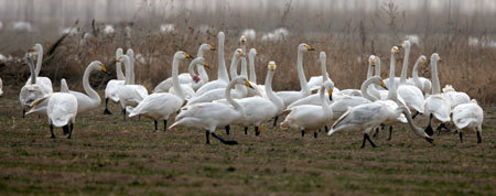 White swans living at the Pinglu Yellow River Wetland in Pinglu County of north China's Shanxi Province. [Photo: Xinhua]