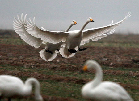 White swans living at the Pinglu Yellow River Wetland in Pinglu County of north China's Shanxi Province.[Photo: Xinhua]