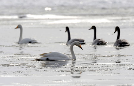 Several swans are seen at Gaotai section of Heihe River in northwest China's Gansu Province, on Jan. 2, 2009. As the protection of Heihe wetland increased in Zhangye of Gansu Province, more and more migrant birds including 200 swans arrived at Gaotai section of Heihe River for the winter.[Photo: Xinhua] 