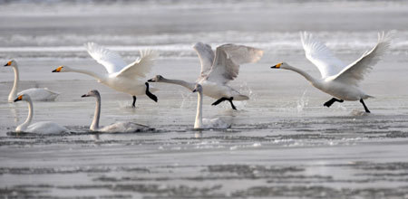 Several swans are seen at Gaotai section of Heihe River in northwest China's Gansu Province, on Jan. 3, 2009.[Photo: Xinhua] 