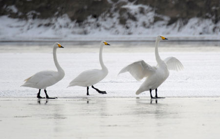 Several swans are seen on the frozen water at Gaotai section of Heihe River in northwest China&apos;s Gansu Province, on Jan. 2, 2009. [Photo: Xinhua] 