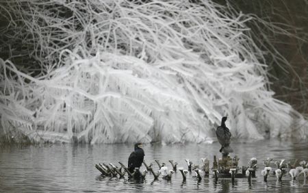 Waterfowl perch on a fountain in front of a frozen weeping willow in St James's Park in London January 7, 2009. The Met Office issued another severe weather warning on Wednesday but said the cold snap will start to ease towards the weekend. [Xinhua/Reuters]