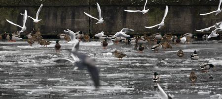 Seagulls and ducks gather on the frozen River Spree at the historic harbour in downtown Berlin, January 7, 2009. [Xinhua/Reuters]