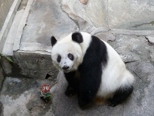 Yongba, a 25-year-old panda, in a Shenzhen zoo [Xinhua] 