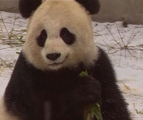 Yongba, a 25-year-old panda, in a Shenzhen zoo [Xinhua] 