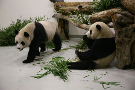 A pair of giant pandas take food in the Taipei Zoo in Taipei, southeast China's Taiwan Province, Dec. 23, 2008. The 4-year-old giant pandas, Tuan Tuan and Yuan Yuan offered by the Chinese mainland arrived in Taiwan by air on Dec. 23, 2008. (Xinhua Photo)