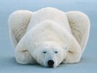 Polar bear enjoys cold weather