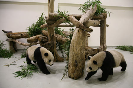A pair of giant pandas walk in the Taipei Zoo in Taipei, southeast China's Taiwan Province Dec. 23, 2008. The 4-year-old giant pandas, Tuan Tuan and Yuan Yuan offered by the Chinese mainland arrived in Taiwan by air on Dec. 23, 2008. [Xinhua] 