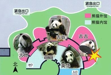 Five pandas in the Beijing zoo. Gugu, known for his bad temper, has tasted human blood for the third time, attacking a man who jumped into the animal's enclosure to retrieve his son's toy on January 7, 2009. [Beijing Times]
