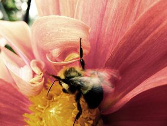 A group of Australian scientists at the University of Queensland is hoping that the study of aggressive behavior in bees will lead to the improvement in missile technology. 