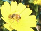 Angry bee research improves defense technology