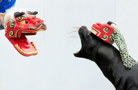 A sea lion wearing a lion hat for the New Year's celebrations reacts to a lion's head puppet at an aquarium in Tokyo, Japan January 7, 2009.[Xinhua]