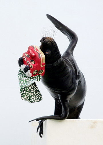 A sea lion wearing a lion hat for the New Year's celebrations performs at an aquarium in Tokyo, Japan January 7, 2009. [Xinhua]