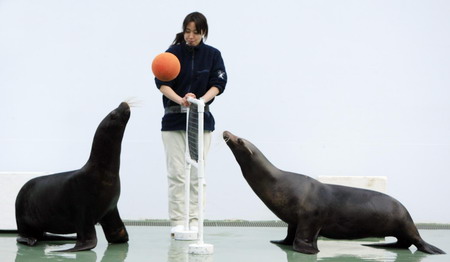 Two sea lions play with a volleyball during a performance at an aquarium in Tokyo, Japan. [Xinhua] 