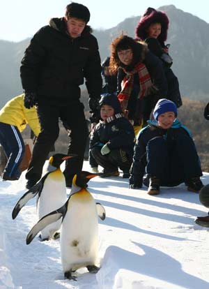 Workers try to control penguins at the Linhai Skiing Resort in Dalian, northeast China's Liaoning Province, Jan. 10, 2009. Six penguins appearing at the opening ceremony of the 2nd national skiing contest on Saturday attracted many visitors.[Xinhua]