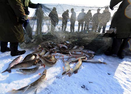 Fish caught by fishing net scatter on the ground on the Ulunggur Lake in Fuhai County, northwest China's Xinjiang Uygur Autonomous Region, Jan 8, 2009. The traditional winter halieutics here bring considerable incomes to local fishmen, and boosts the tourism around the Ulunggur Lake as well. [Xinhua]