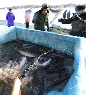 Fish are loaded on a truck on the Ulunggur Lake in Fuhai County, northwest China's Xinjiang Uygur Autonomous Region, Jan 8, 2009. The traditional winter halieutics here bring considerable incomes to local fishmen, and boosts the tourism around the Ulunggur Lake as well. [Sadat/Xinhua]