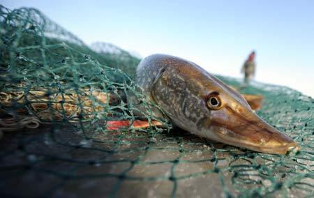 Photo taken on Jan. 8, 2009 shows an esox caught from the Ulunggur Lake in Fuhai County, northwest China's Xinjiang Uygur Autonomous Region. The traditional winter halieutics here bring considerable incomes to local fishmen, and boosts the tourism around the Ulunggur Lake as well. [Sadat/Xinhua]