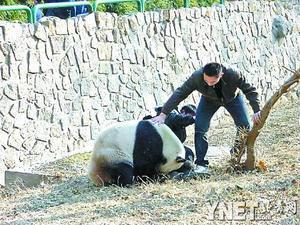 Gugu, a nine-year old male panda, knocked Zhang Xiao down and bit his left leg at Beijing Zoo in the afternoon of January 7. 