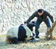 Visitor mauled by a panda at Beijing Zoo