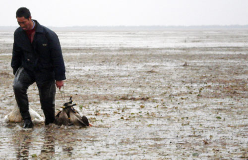 Huang Xianyin, a conservationist from Henghu Township, collects the bodies of two swans and four wild ducks killed by poachers near Poyang Lake, January 4, 2009. [Jiangnan City Daily] 