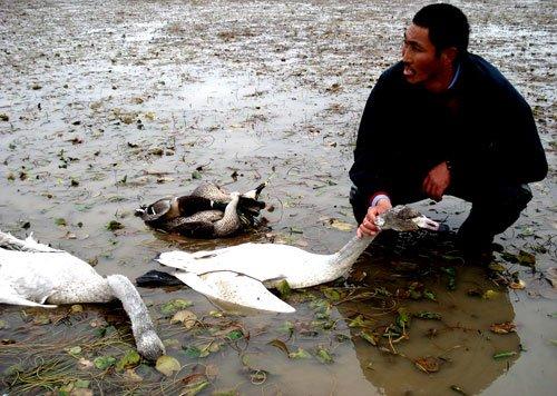Huang Xianyin, a conservationist from Henghu Township, collects the bodies of two swans and four wild ducks killed by poachers near Poyang Lake, January 4, 2009. [Jiangnan City Daily] 