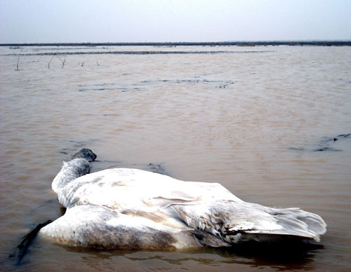 This swan, apparently poisoned by poachers, was found on the shores of the Poyang Lake on January 4, 2009. [Jiangnan City Daily] 