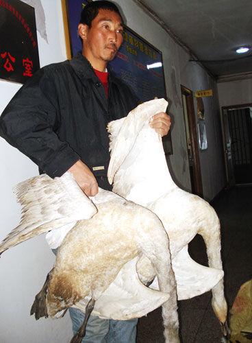 Huang Xianyin, a conservationist from Henghu Township near the shores of the Poyang Lake, displays the bodies of two swans killed by poachers. [Jiangnan City Daily] 