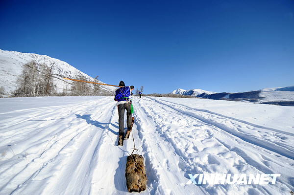 A young man is seen dragging his game home after a hunting competition in Kanas tourists resort in this photo published by Xinhua News Agency. [Photo: Xinhuanet]
