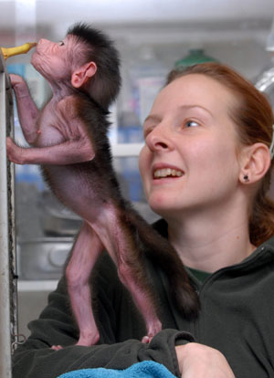 An Arabian baboon baby smells a banana in the arms of its keeper Inkeller Judit in the Pecs Zoo, southern Hungary, Jan. 13, 2009. The one-month-old baboon baby was abandoned by its mother after birth.[Xinhua]