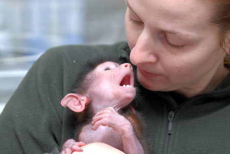 An Arabian baboon baby plays with its keeper Inkeller Judit in the Pecs Zoo, southern Hungary, Jan. 13, 2009. The one-month-old baboon baby was abandoned by its mother after birth.[Kalmandy Ferenc/Xinhua] 