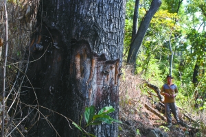 A rubber factory worker cuts a tree's bark to kill it off and replace it with rubber trees.