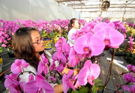 Workers shear moth orchids in a greenhouse of Zhejiang University in Hangzhou, capital city of east China's Zhejiang Province, Jan. 15, 2009. The local flower business heats up in the market as the Chinese traditional Spring Festival approaches. [Xu Yu/Xinhua] 