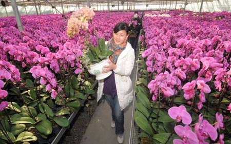A young woman picks up a pot of moth orchid in a greenhouse of Zhejiang University in Hangzhou, capital city of east China's Zhejiang Province, Jan. 15, 2009. The local flower business heats up in the market as the Chinese traditional Spring Festival approaches. [Xu Yu/Xinhua] 