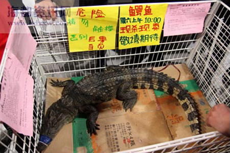 A live farm-bred crocodile is displayed for sale at a supermarket in Quanzhou, Fujian Province, south China in the undated photo. [Photo from www.fujian-window.com]