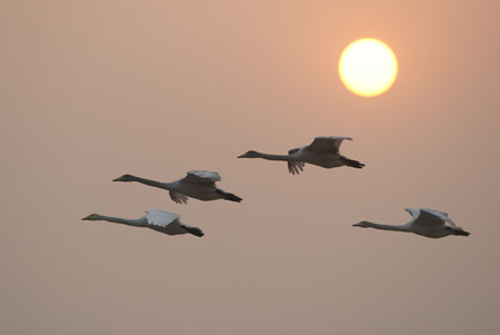 Swans fly over the Yellow River wetland reserve in Pinglu County, north China's Shanxi Province, Jan. 17, 2009. Lots of swans migrate to the wetland in winters as the result of environmental protection efforts made by local authorities. [Xinhua] 
