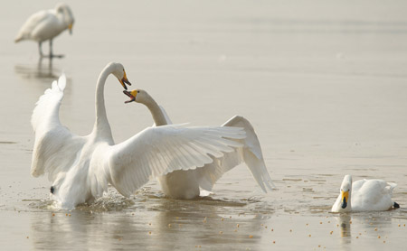 Two swans frolic at the Yellow River wetland reserve in Pinglu County, north China's Shanxi Province, Jan. 17, 2009. [Xinhua] 