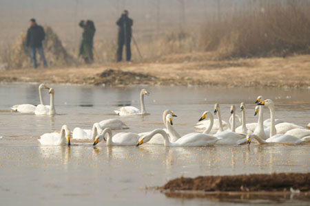 Swans rest at the Yellow River wetland reserve in Pinglu County, north China's Shanxi Province, Jan. 17, 2009. [Xinhua] 