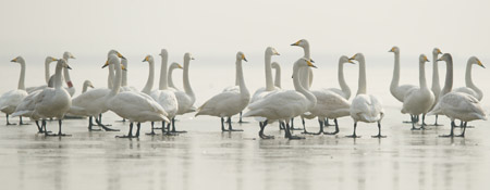 Swans rest at the Yellow River wetland reserve in Pinglu County, north China's Shanxi Province, Jan. 17, 2009. Lots of swans migrate to the wetland in winters as the result of environmental protection efforts made by local authorities. [Xinhua] 