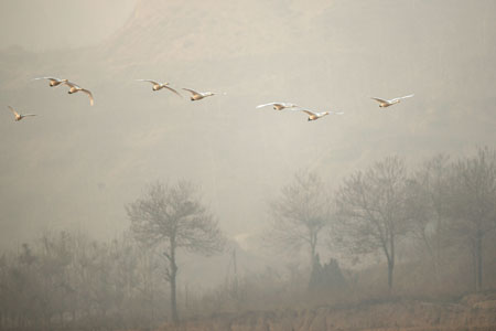 Swans fly over the Yellow River wetland reserve in Pinglu County, north China's Shanxi Province, Jan. 17, 2009. [Xinhua] 