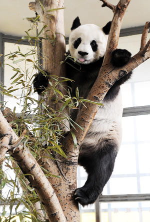 Giant panda Dudu plays at Zhengzhou Zoo in Zhengzhou, capital of central China's Henan Provnice, Jan. 17, 2009. The 18-year-old Dudu seems far more popular due to her child 'Yuan Yuan' which has been donated to Taiwan along with the other giant panda 'Tuan Tuan'. [Zhao Peng/Xinhua] 